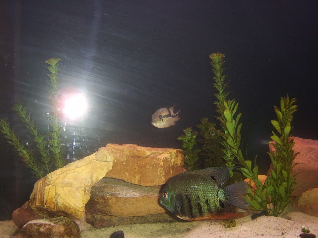 fish040.jpg