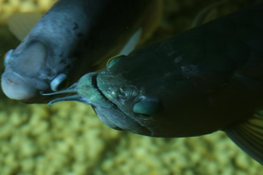 FishFishFish007.jpg