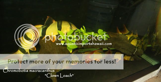 bigclownloach2.jpg