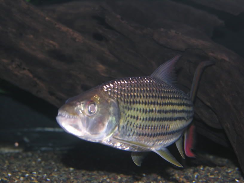 VittsFeb2005007.jpg