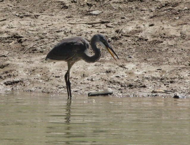 bird1.jpg