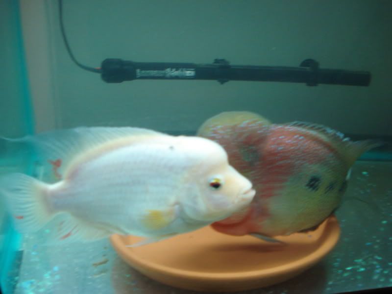 fish145.jpg