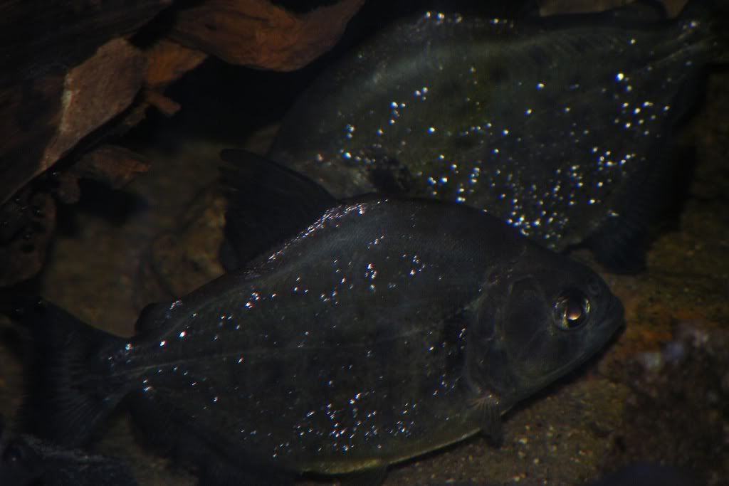 DSCF7105-1.jpg