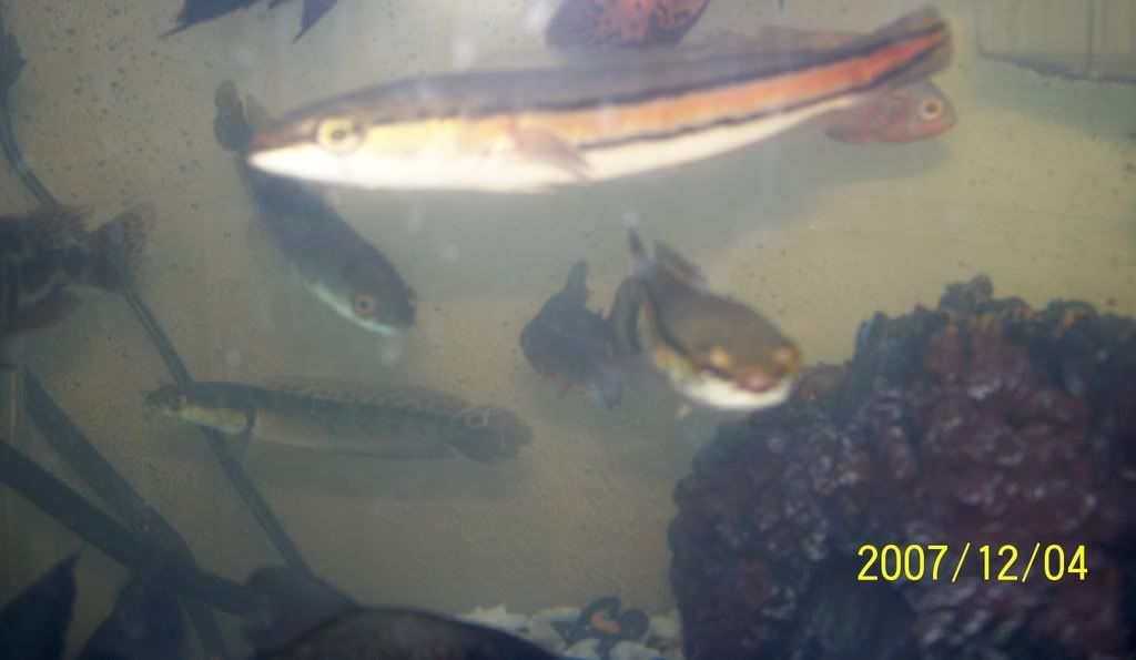 jsnakehead3.jpg