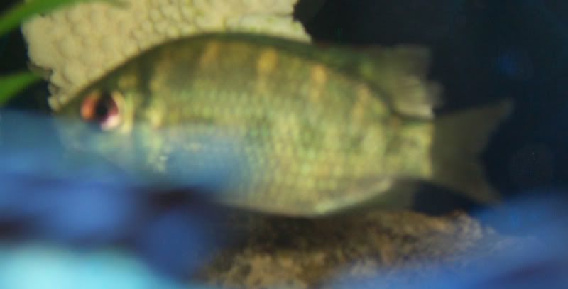 tilapia3.jpg
