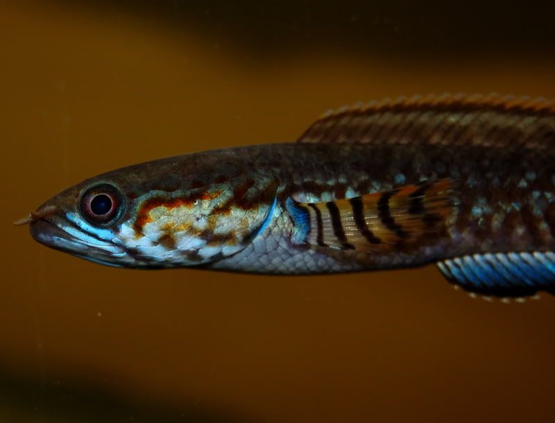 DSC_0059.jpg