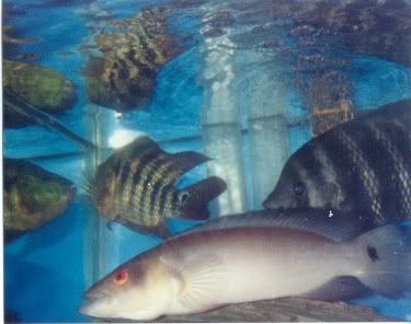 old180gallon5.jpg