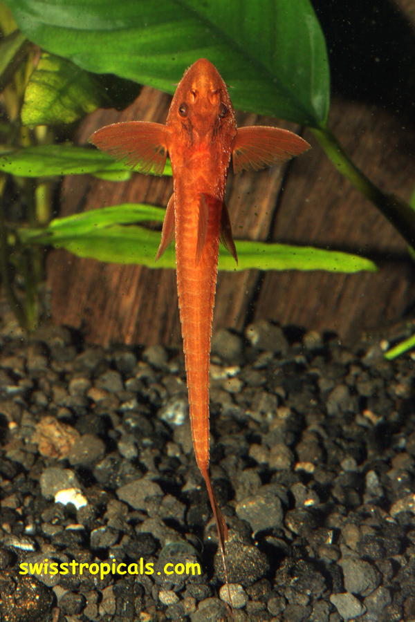 Hemiloricaria%20Red%20Lizard1.JPG