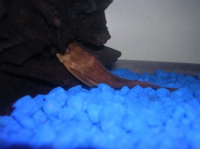 fish005.jpg