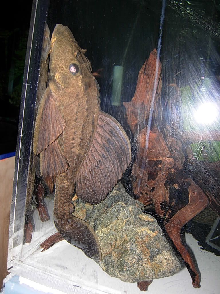 plecos013.jpg