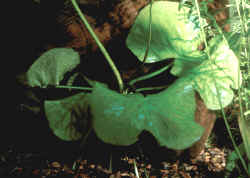 Nymphoides_aquaticaAQ.jpg