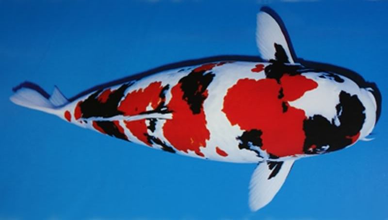 Koi.jpg