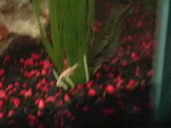l_abff9702b524ad6557990a9e4b56eaa5.gif