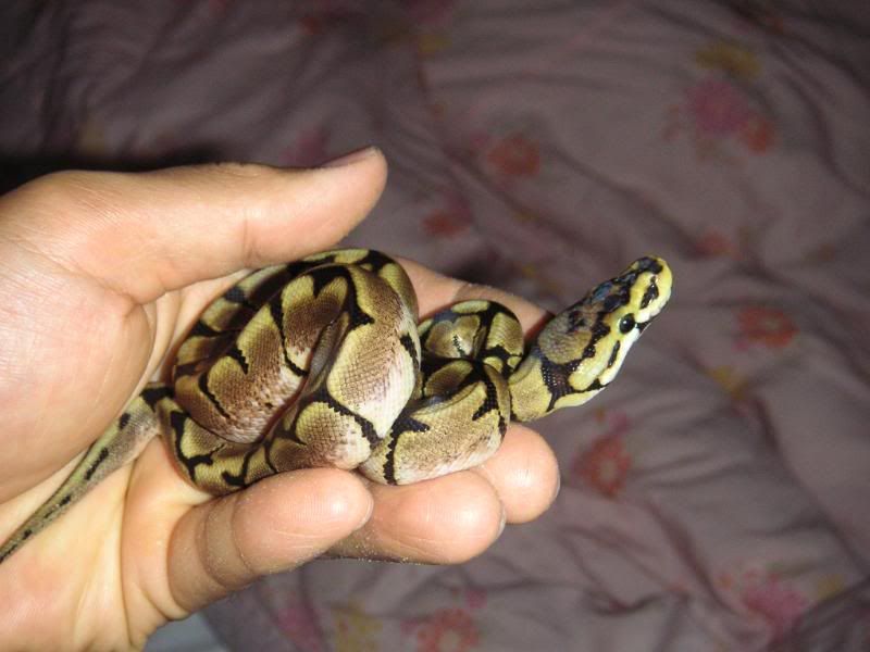 BallPythons005.jpg