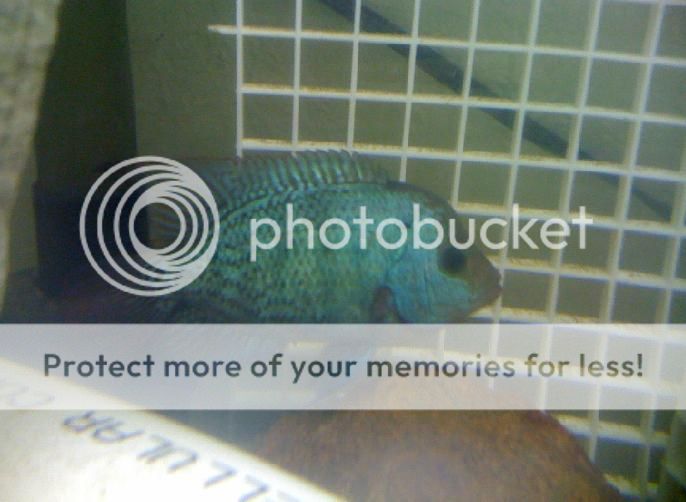 Picture200.jpg