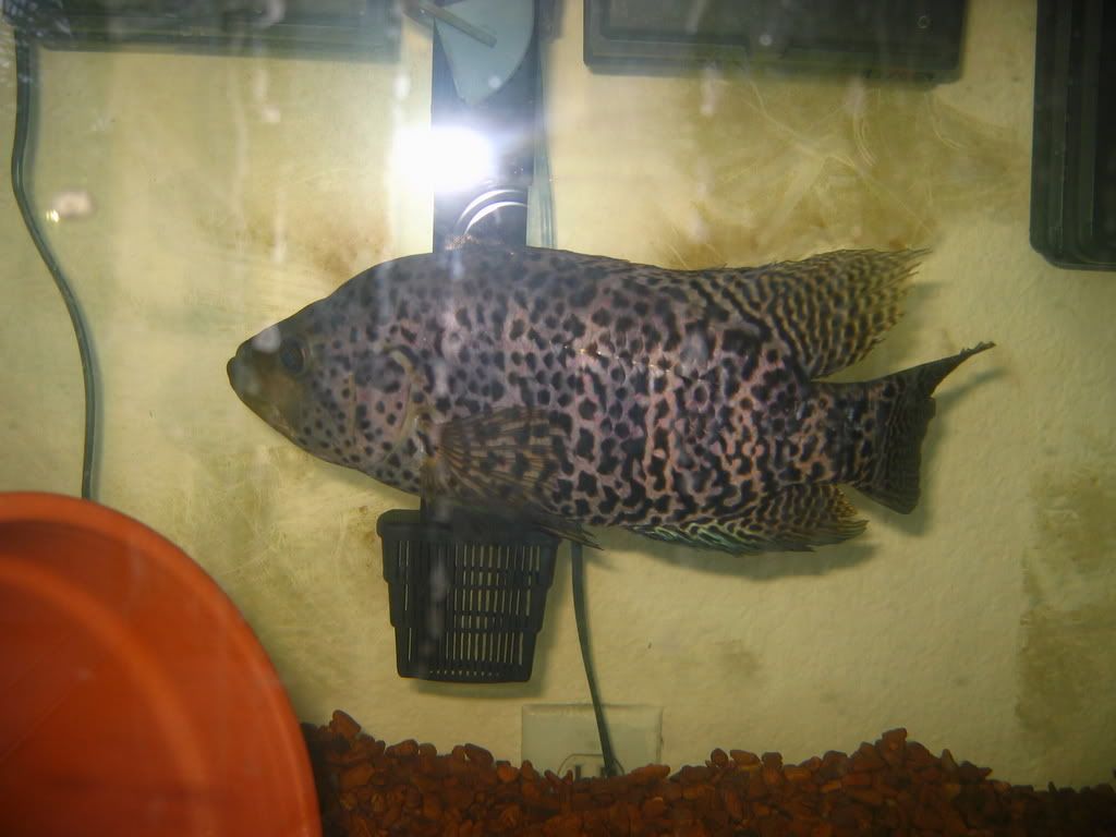 fish043.jpg