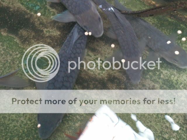 PICT1333.jpg