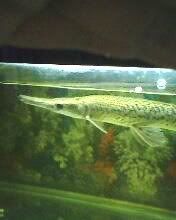 IMG0117A.jpg