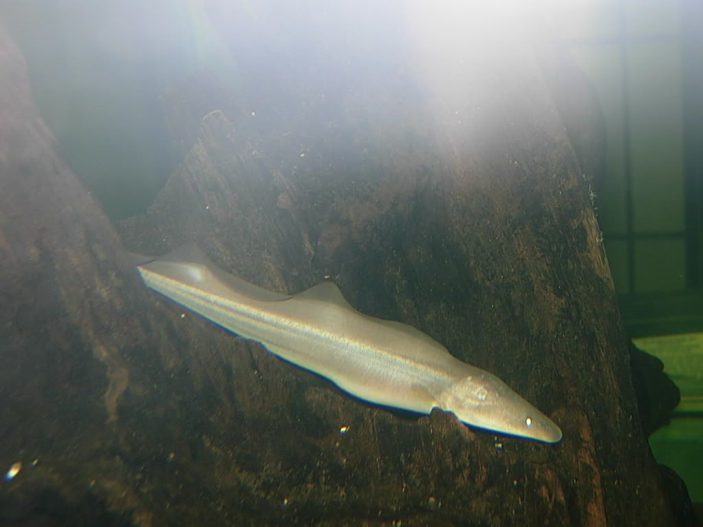 morefish111907004.jpg