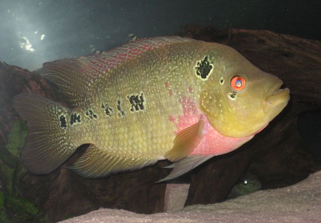 WCTrimac1.jpg