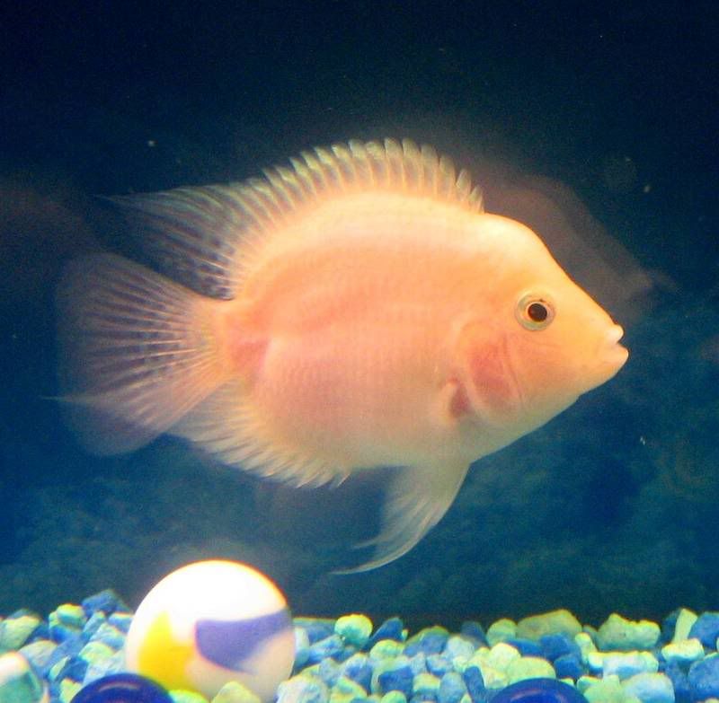 fish040.jpg