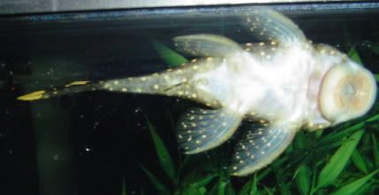 125fish018.jpg