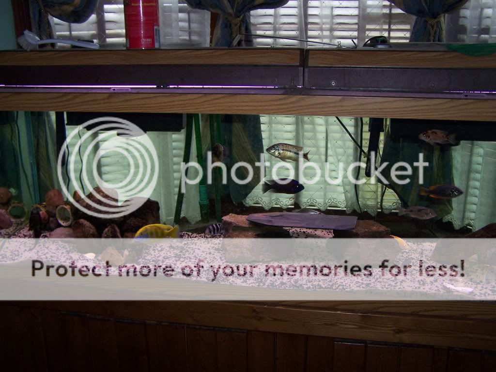 mpimbwegrowtank038-1.jpg