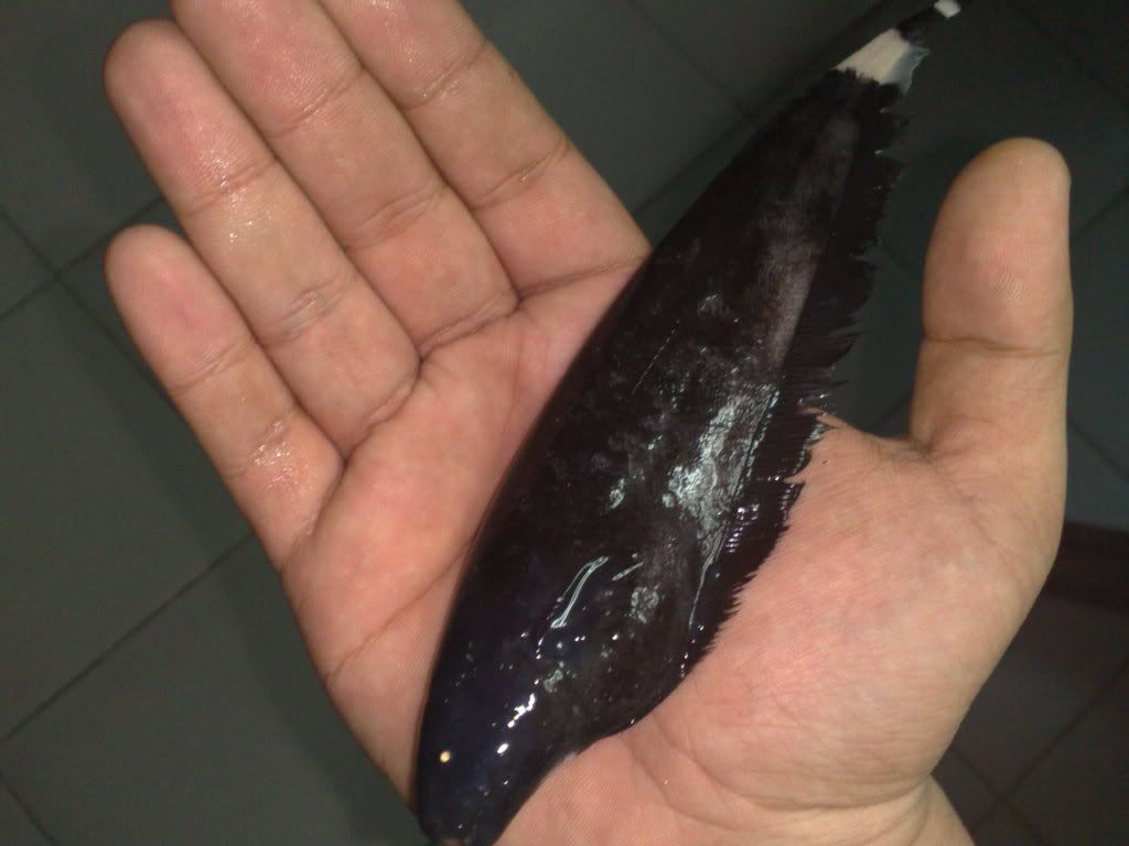 04072009433.jpg