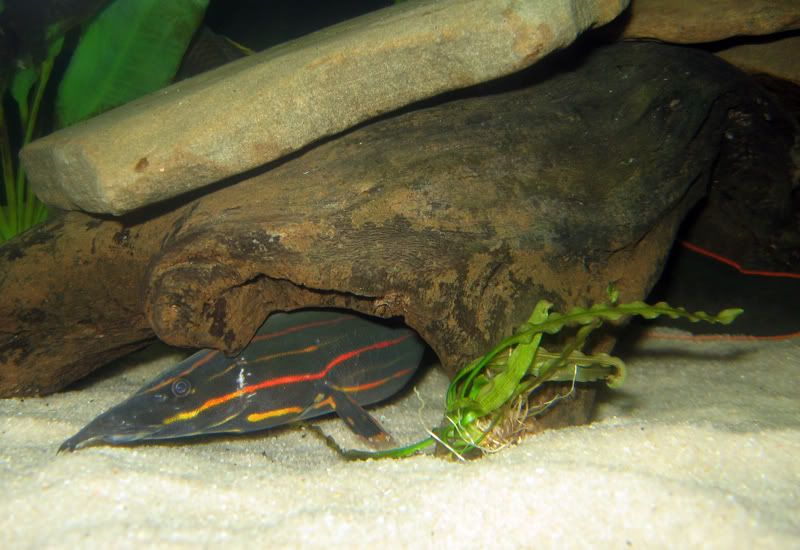 Fire-Eel-11.jpg