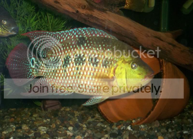 092308Fish004.jpg