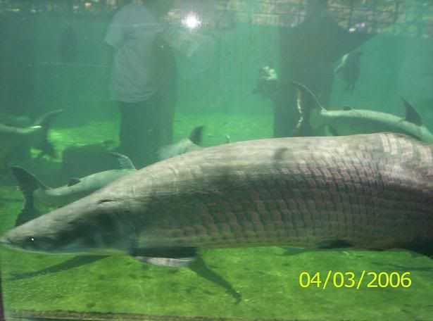 Arapaima In 75 Gal Monsterfishkeepers Com