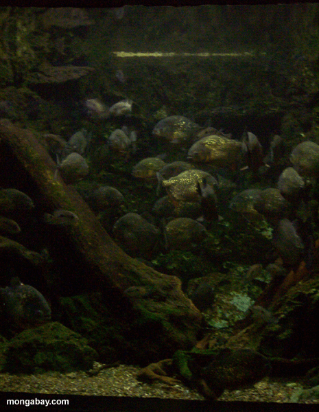 piranha_1.gif
