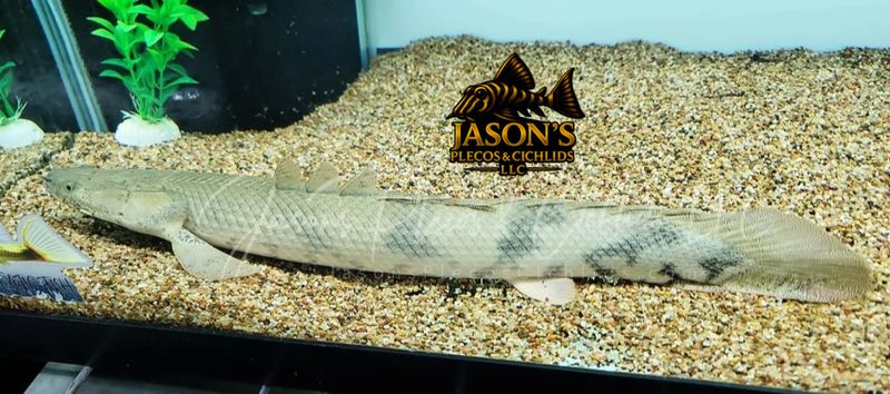 jasonsplecoscichlids.com