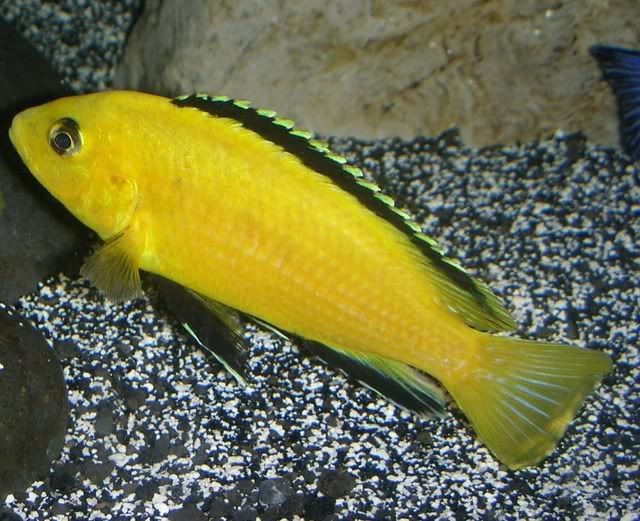 African rift lake cichlid