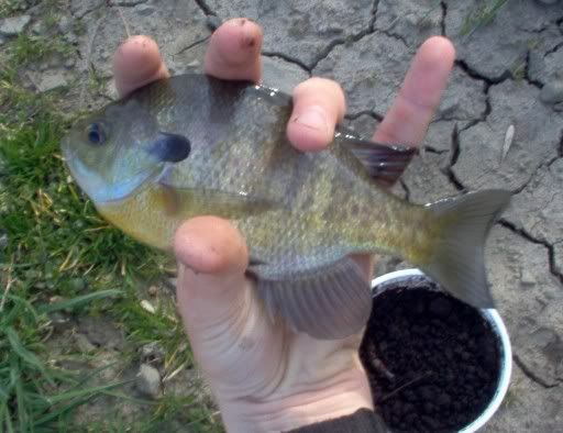 bluegill.jpg