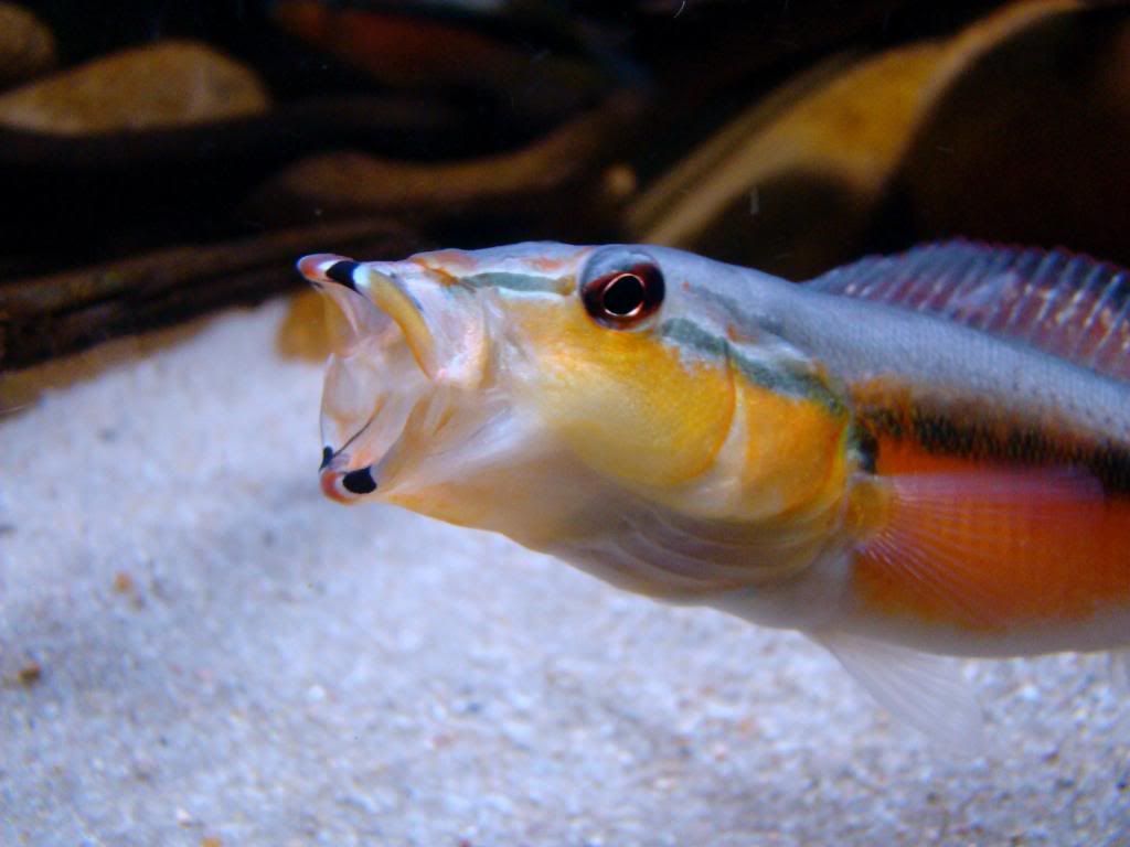 DSC06572.jpg