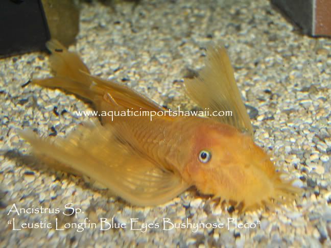 Luesticpleco1.jpg