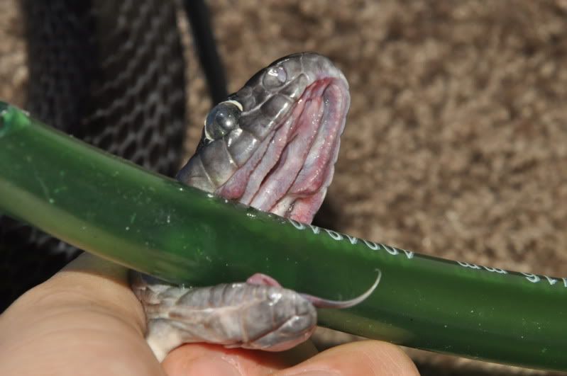 mouth2showingcaps.jpg