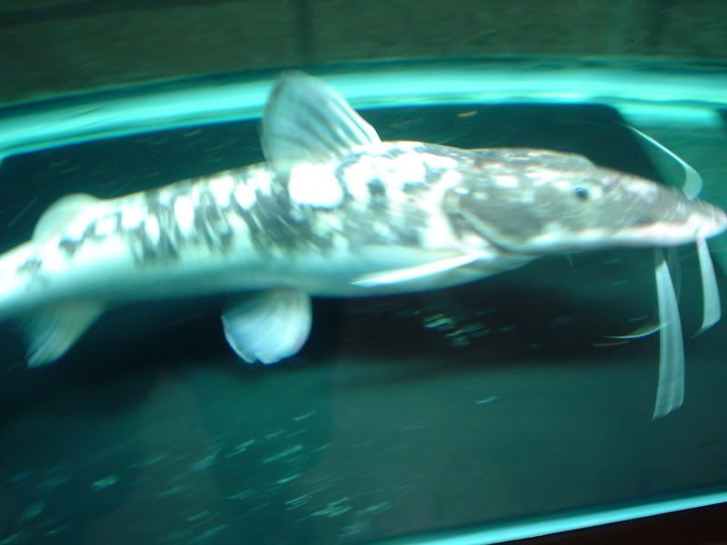 pool017.jpg