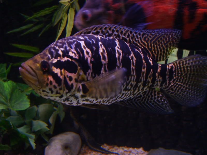 S5004205.jpg