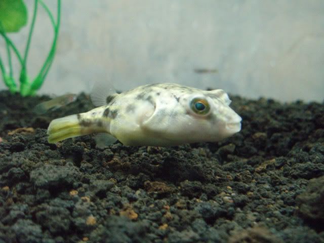 beebee001.jpg