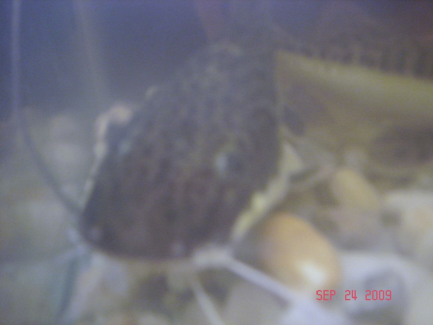 fish062.jpg