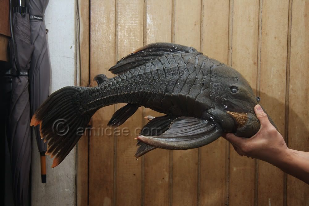 zIMG_9853copy.jpg