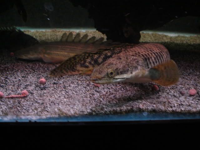 DSC08728.jpg