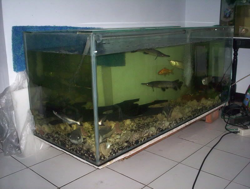 fish031r-1.jpg