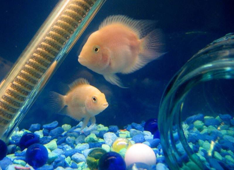 fish041.jpg