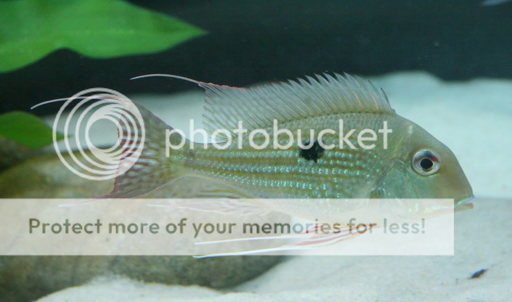 Geophagus_abalios_060309_02.jpg
