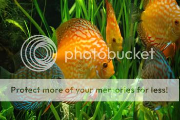 Discus01.jpg