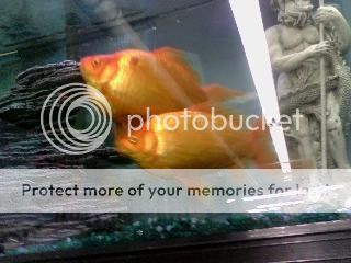 goldfish2_zpsbe89aa56.jpg