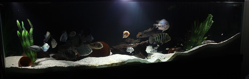 fulltank2.jpg